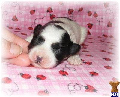 Puppies for Sale